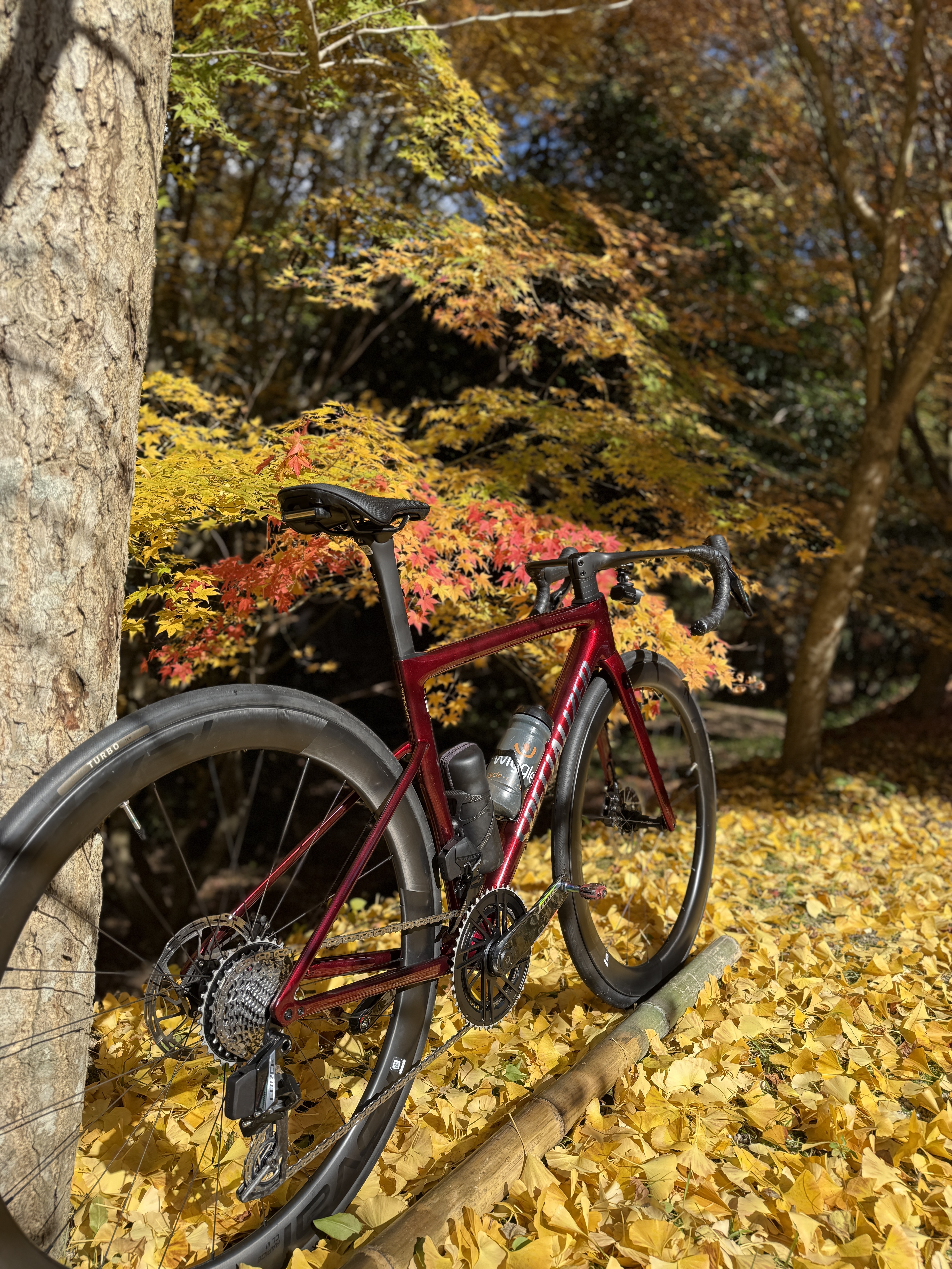 紅葉とイチョウの落ち葉に囲まれたTarmac SL8 PRO・50代サイクリストの秋ロングライド